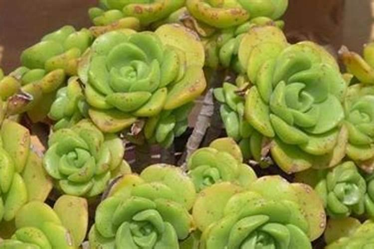 土豆开花后施什么肥料