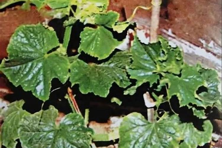 蔬菜缺磷有什么特征？如何诊断？