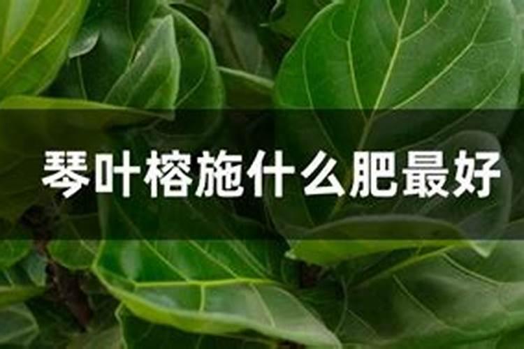 如何给琴叶榕施肥