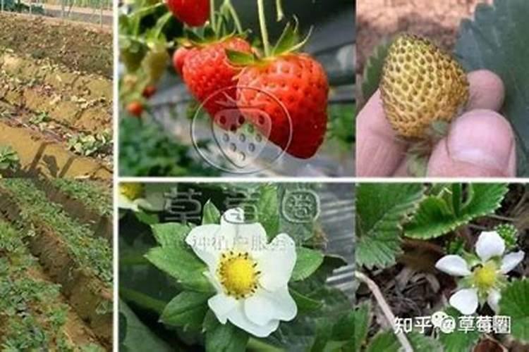 施用哪种氮肥土壤板结,氮肥对植物的作用