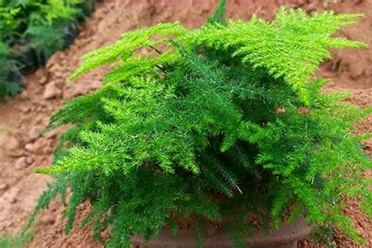 盆栽的文竹夏季叶子发黄,还有救吗？