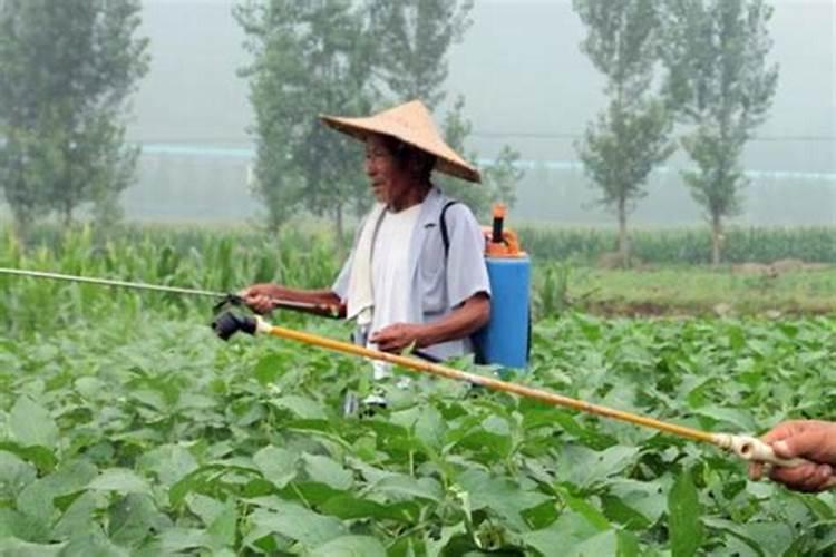 重茬花生打什么药好