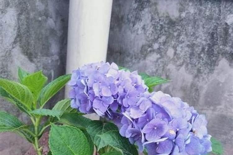 绣球花多久施肥