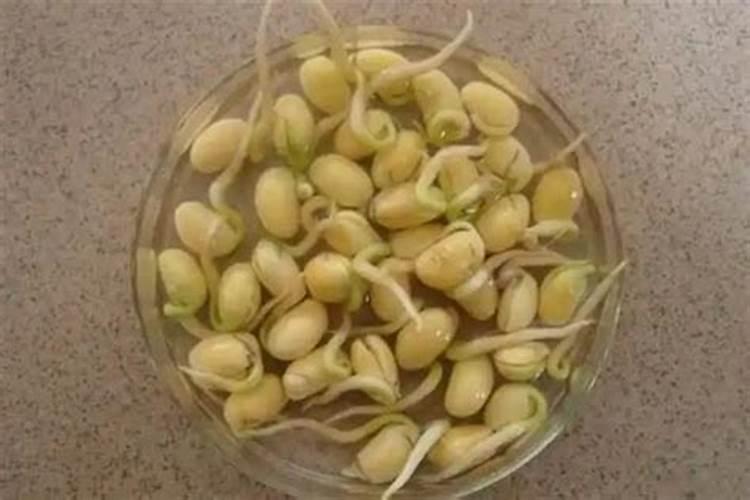 为什么大豆和玉米种在一起更好