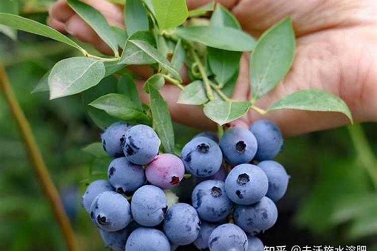 硼肥的用量、作用及使用方法