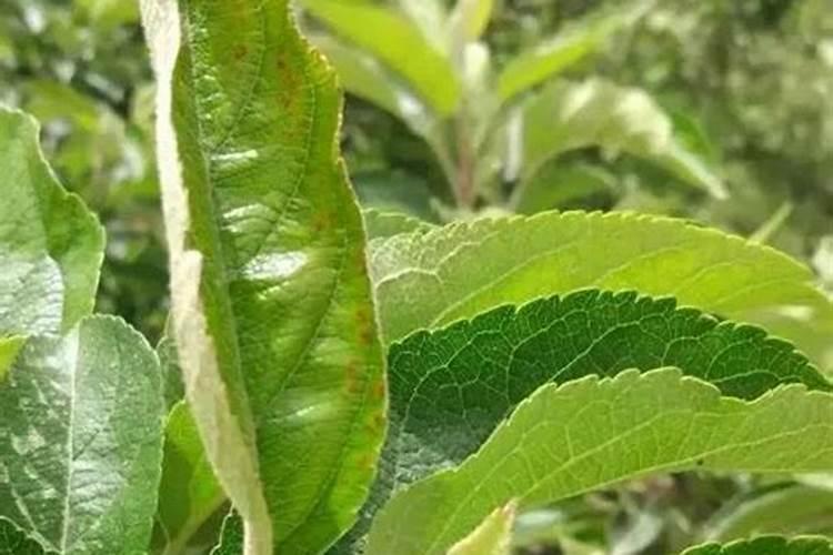 苹果树高产施肥方法和方式