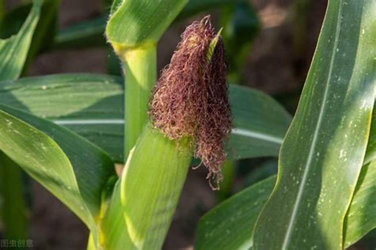 玉米高产需要什么肥料