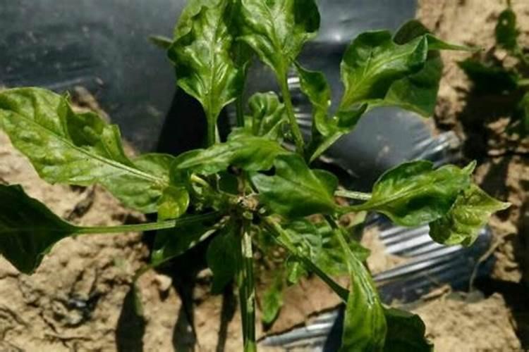 果实膨果上色,为什么要用高磷高钾类的肥料？