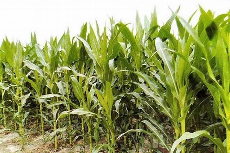 硝基复合肥和硝硫基复合肥是什么关系,硝基复合肥就是硝硫基复合肥的简 ...