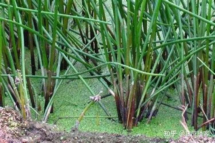 苜蓿草苗后除草药