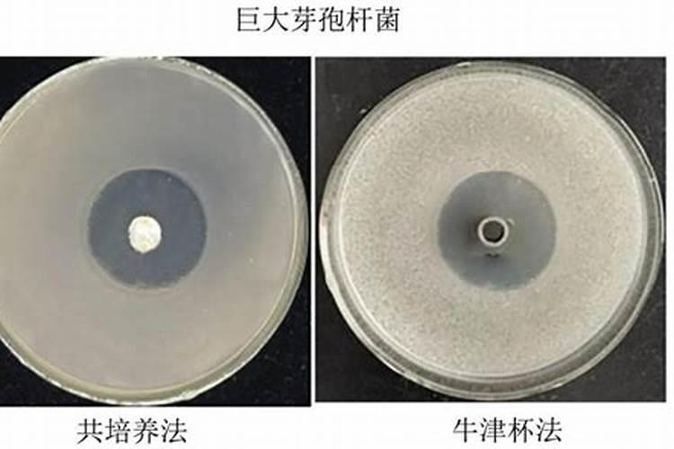 矿源黄腐植酸钾在番茄上能用吗