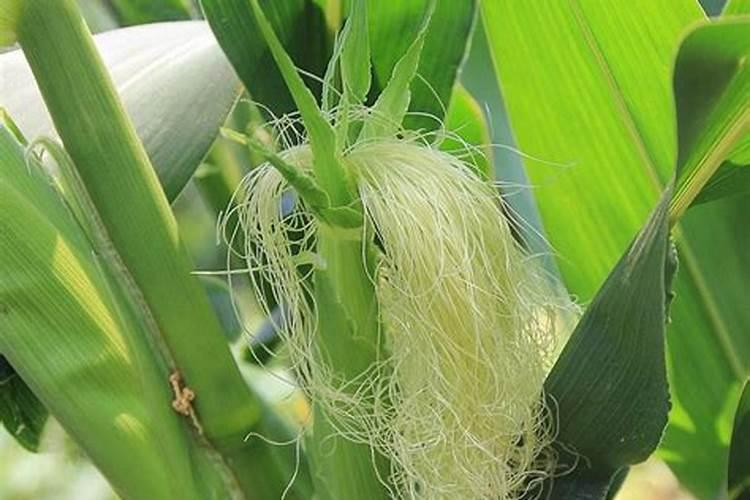 水果玉米怎么种