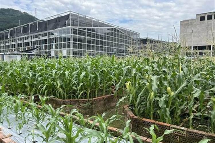 水果玉米施什么肥最好