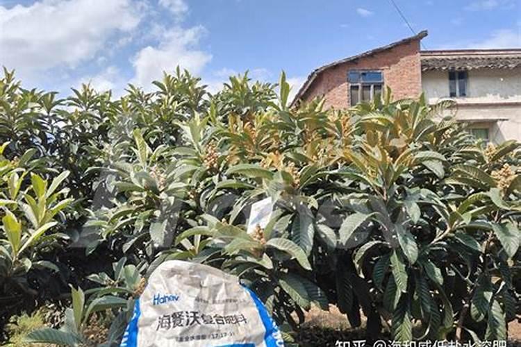 苹果高桩和矮桩哪个好