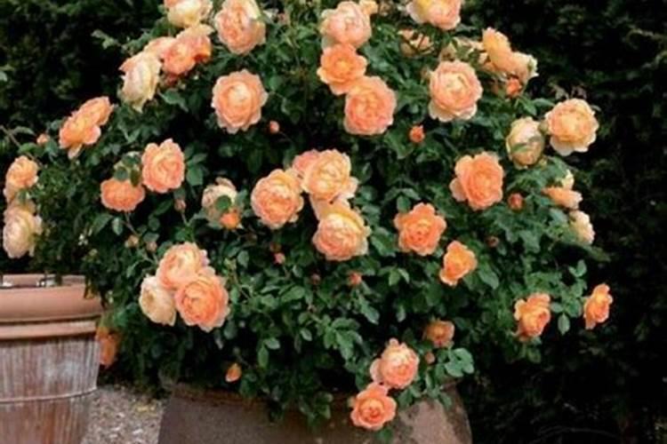 红薯喷什么肥能快速生根发芽