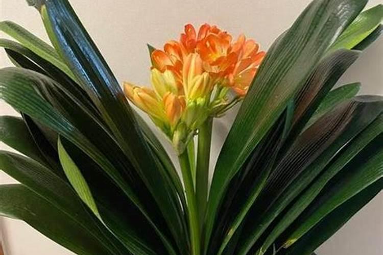 种大蒜用硫酸钾还是氯化钾好？