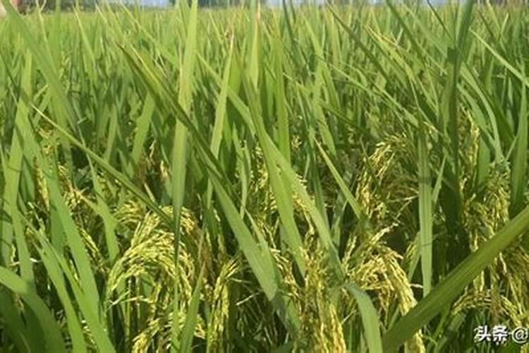 24一芸苔素浸种用法用量