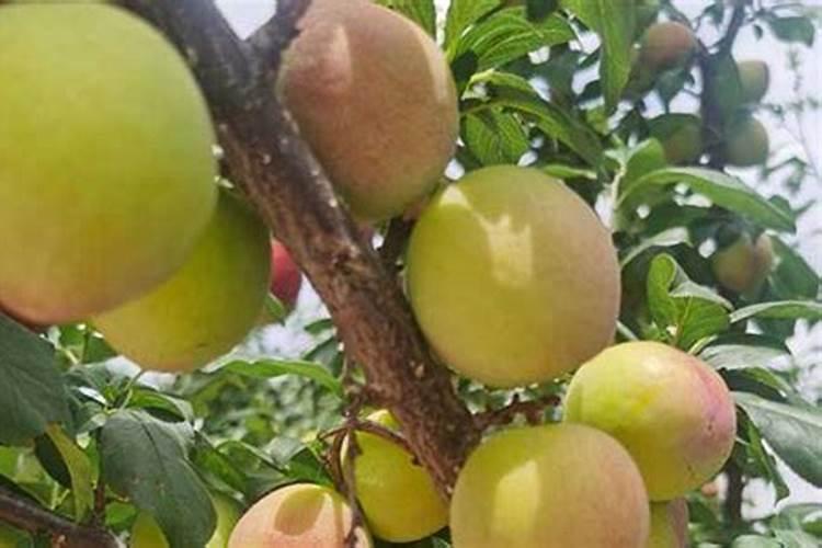 李子树保花保果打什么药最好