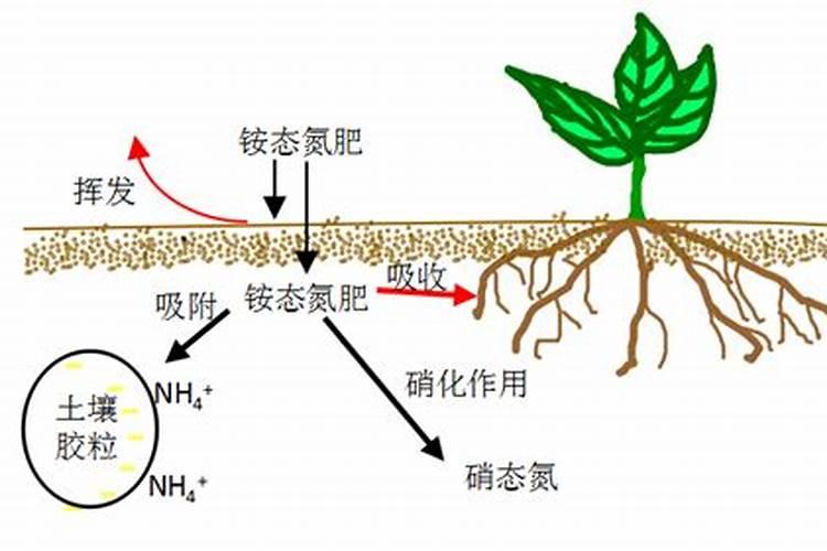 果树为什么施肥后一定要浇水？有什么讲究呢？