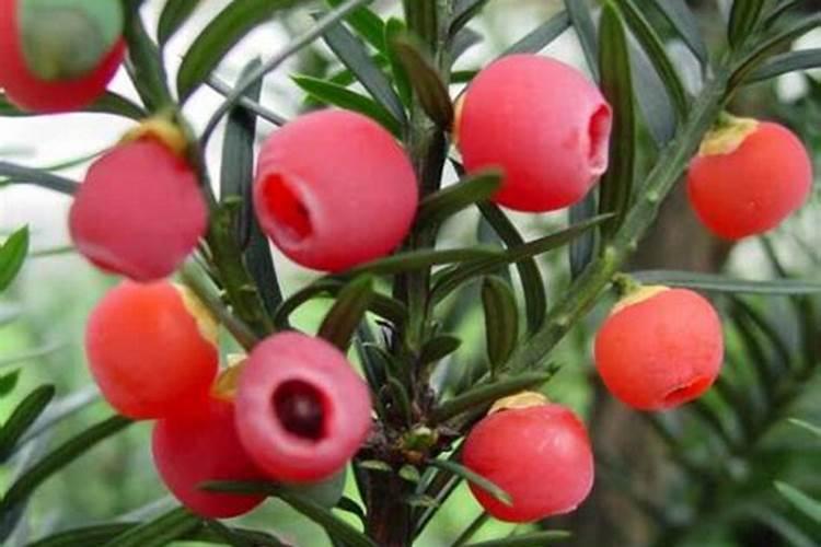 喝过的茶叶怎么发酵成肥料