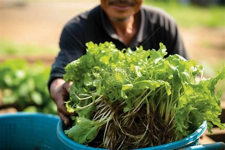 7砘水溶肥多少钱