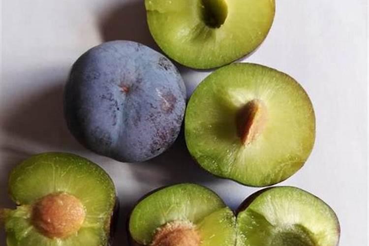 英英李子园科普李子苗在不同生长阶段的施肥技巧