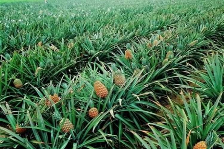 硝酸钾可不可以认定为复合肥