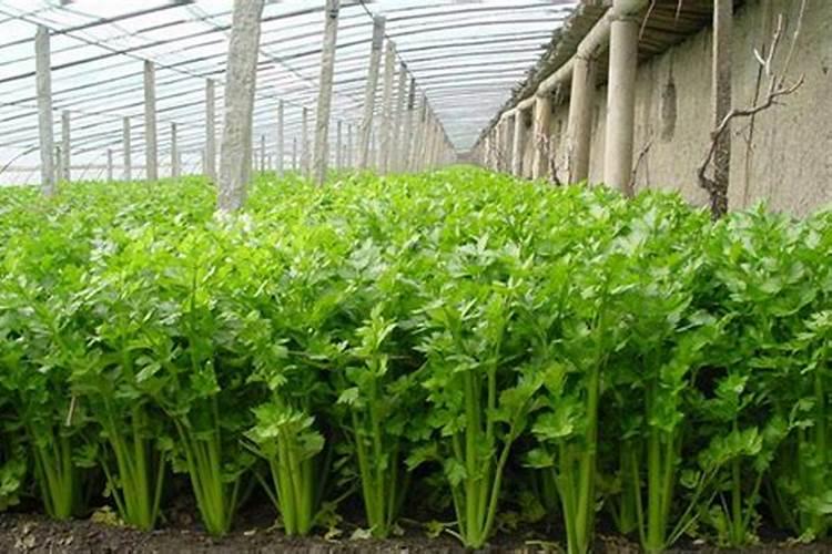 芹菜移栽后多少天可以施肥 芹菜移栽后多少天能施肥