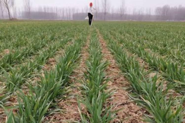 可以给茶花浇灌尿素吗