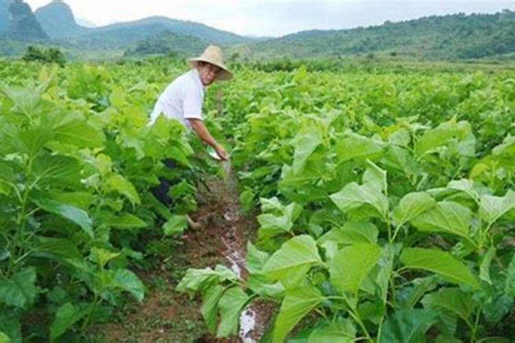 芸豆施什么肥长得最好 芸豆怎么施肥