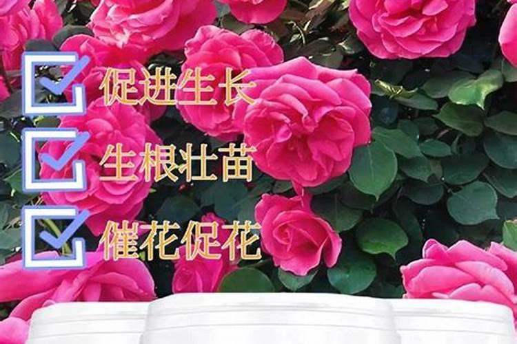 玫瑰花什么时候施肥