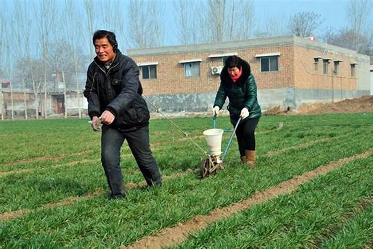 小麦要高产,返青拔节期浇水施肥很关键