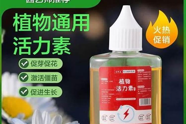 君子兰抽花箭最佳方法