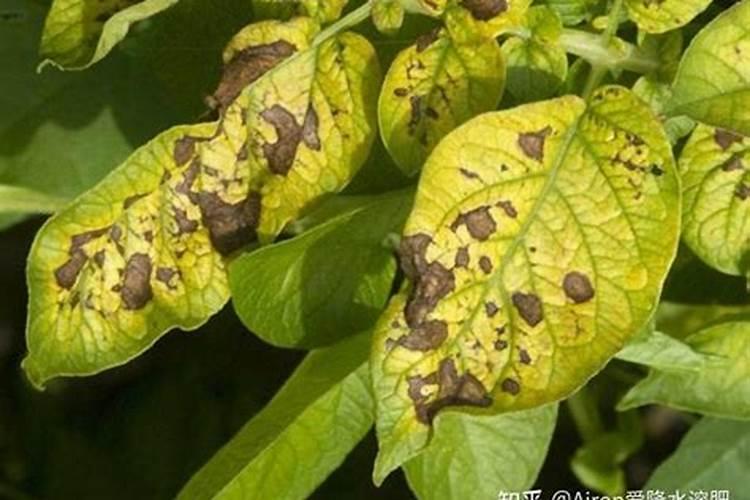 矿物元素缺乏对植物危害大,一张图教你判断作物缺什么元素