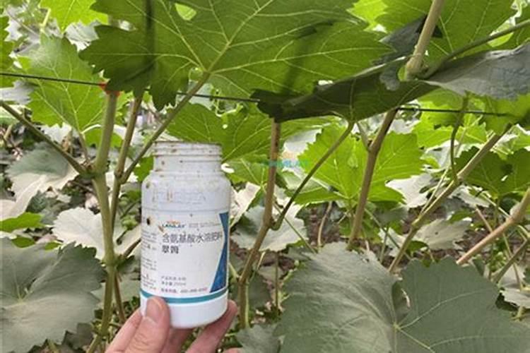 叶面喷施用氨基酸水溶肥好海绿素哪个好