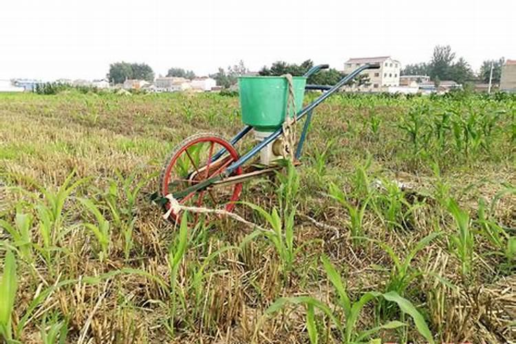 水稻追肥用尿素还是复合肥