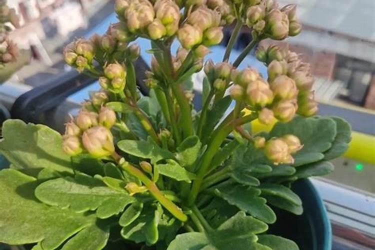 长寿花用什么肥料开花多