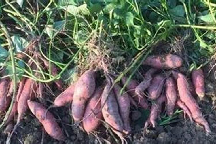 玉米种植每亩地需要多少斤底肥(播种玉米一大亩的底肥量)