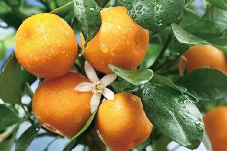 种植玉米时,需要施几次肥？一株玉米施多少呢？