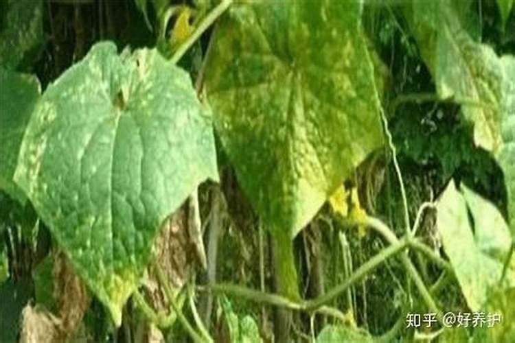 树叶发黄施什么肥？