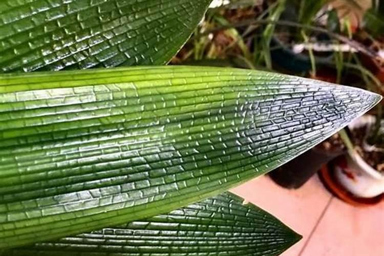 十三黑鬼东佛叔吒姐是什么电视剧