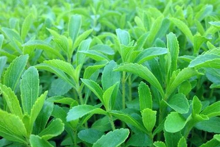 锌肥叶面喷施注意事项