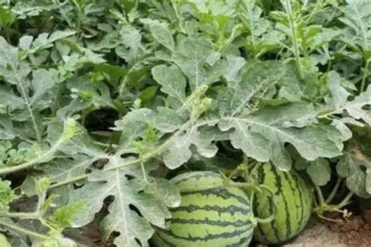 西瓜坐果硼肥灌根可以吗