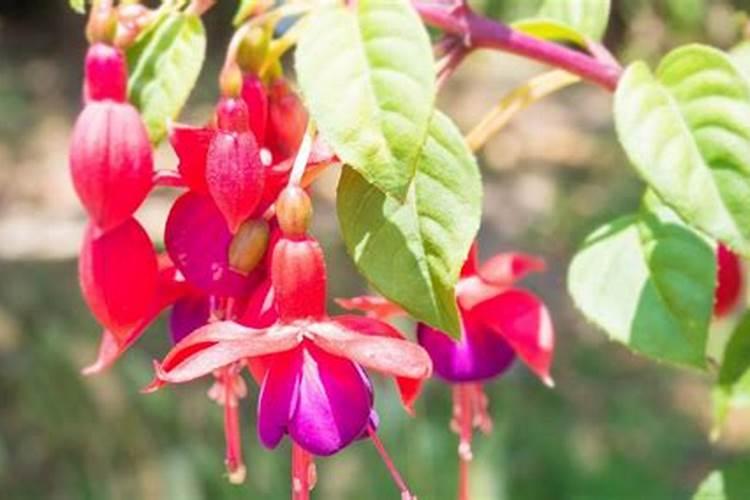 灯笼花的四季养护