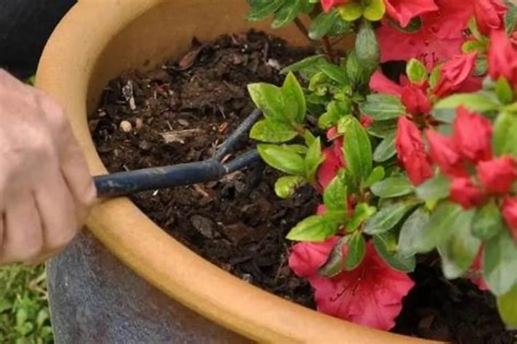 灯笼花怎样养才能开花