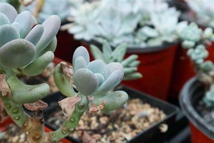 葡萄树老桩怎么种植容易活