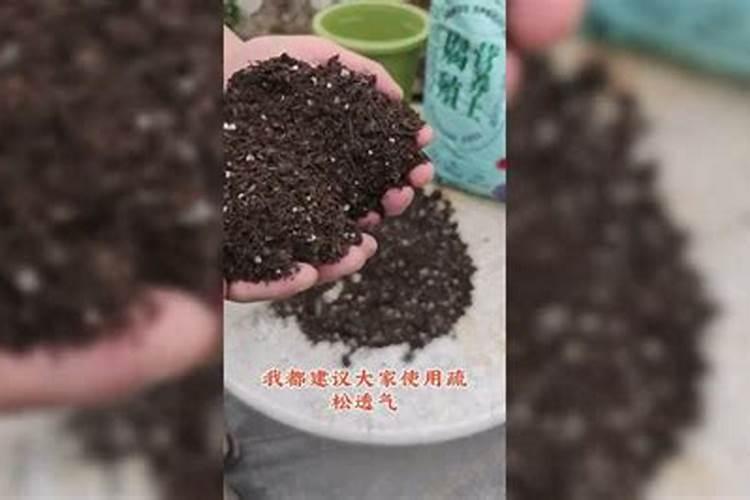 绿植夏天能施肥吗