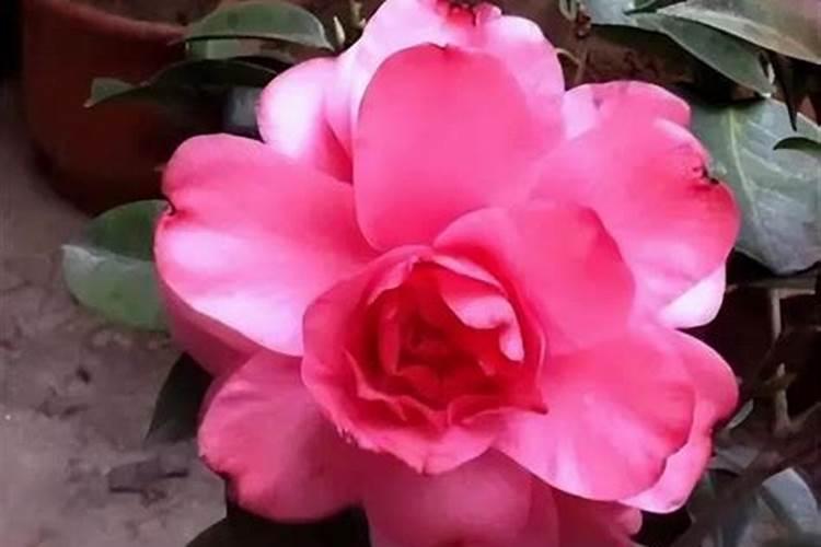 硅肥营养液怎么用 液体硅肥的使用方法