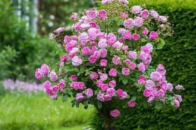 树状月季家中日常该怎么养护呢？求解答