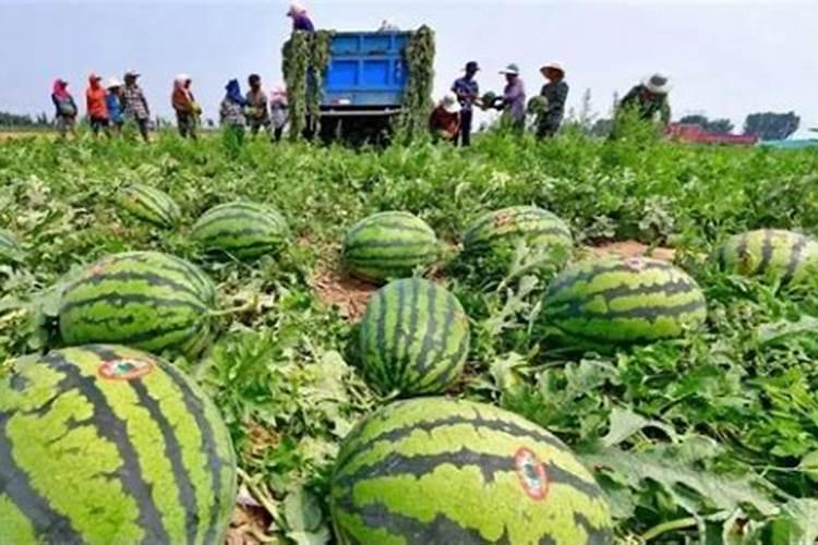 西瓜要肥什么水能多结西瓜